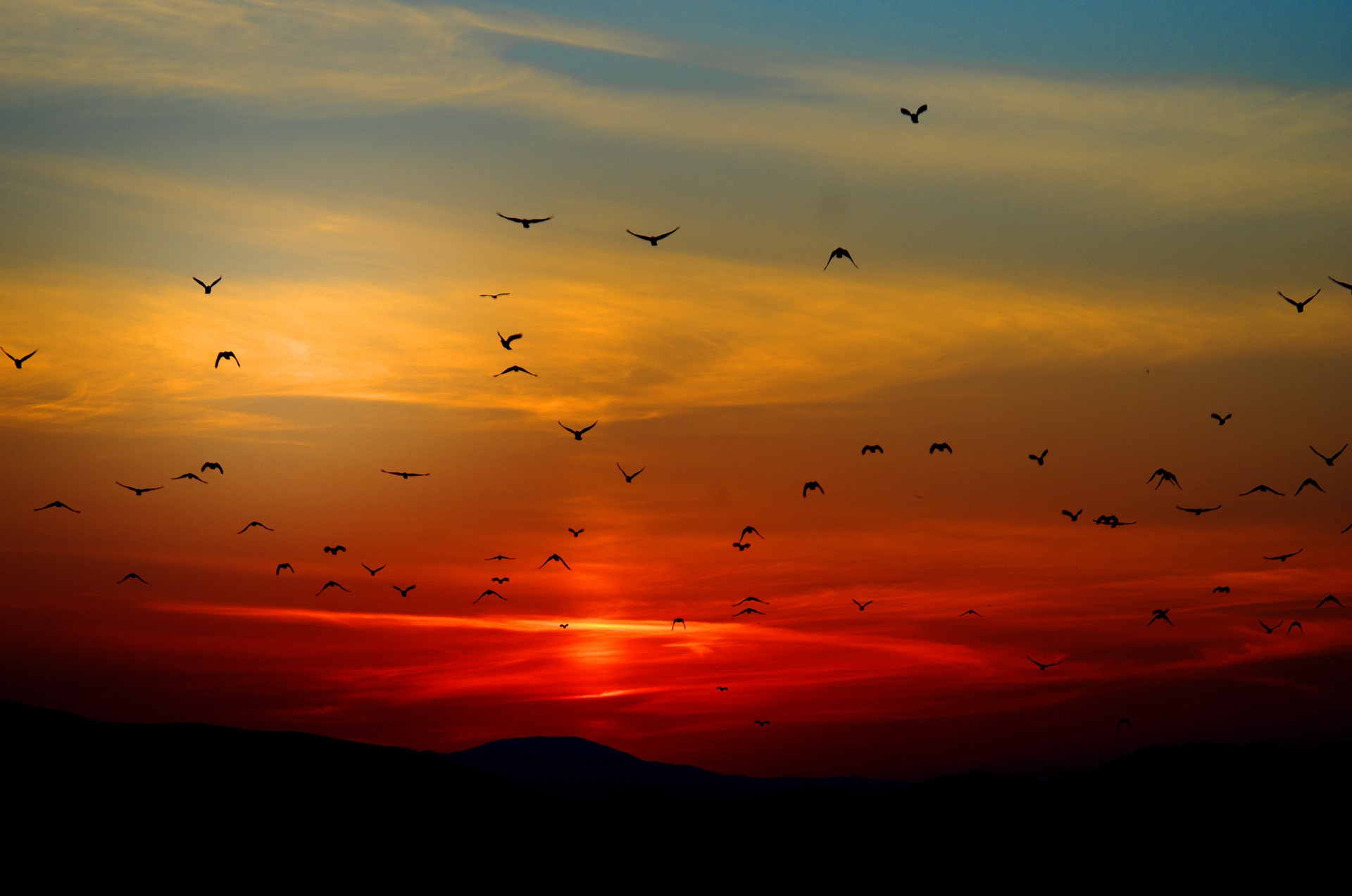 Birds flying amid a backdrop of a beautiful sunset